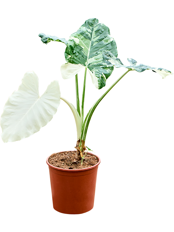 Alocasia macrorrhizos variegata (4ALMVRS40) - купить по лучшей цене в artkashpo.ru