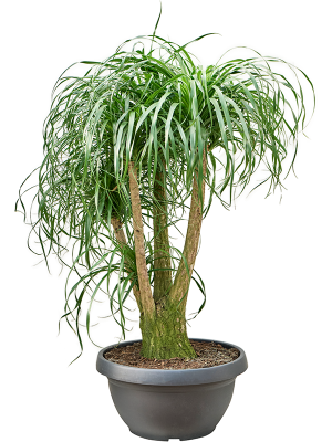 Бокарнея отогнутая Бокарнея отогнутая