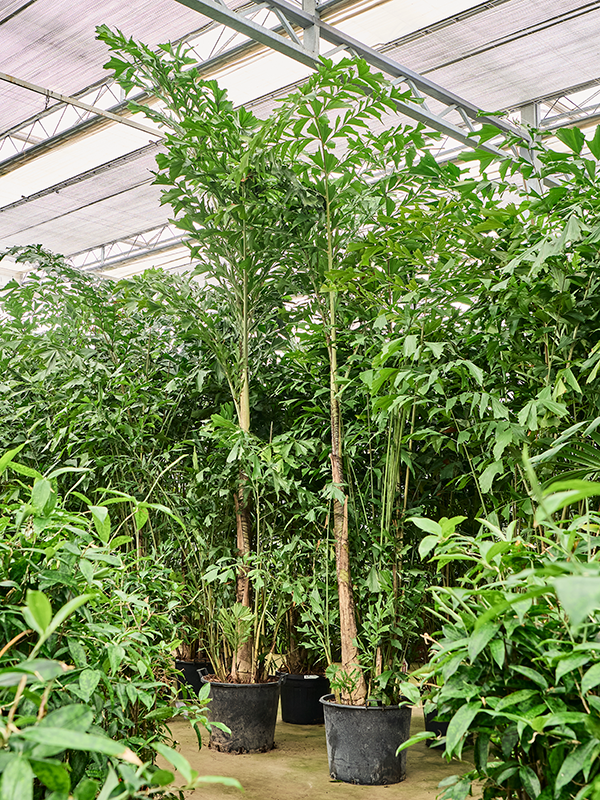 Caryota mitis (4CAMIBU81) - купить по лучшей цене в artkashpo.ru Caryota mitis (4CAMIBU81) - купить по лучшей цене в artkashpo.ru