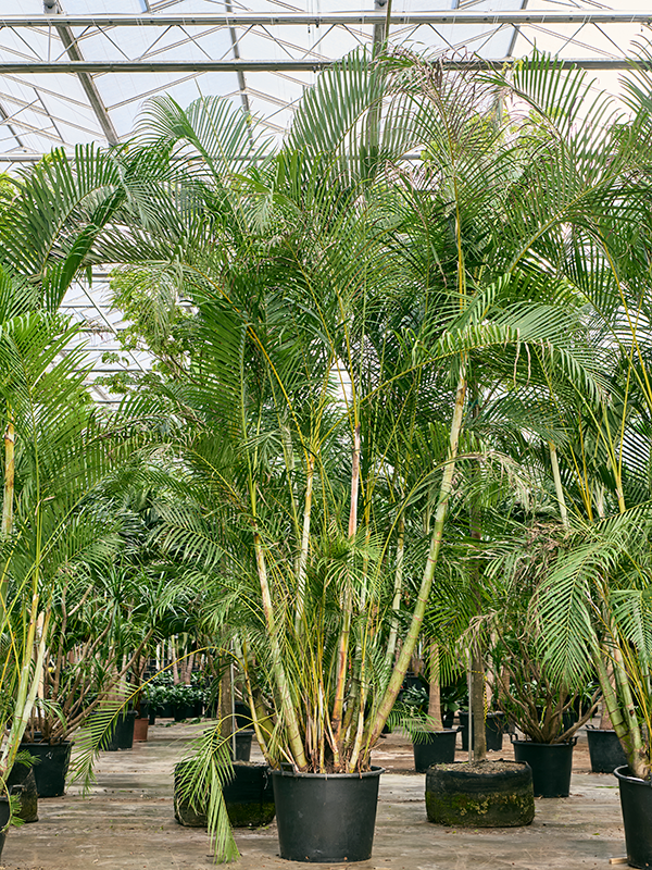 Dypsis (Areca) lutescens (4CHLUB028) - купить по лучшей цене в artkashpo.ru