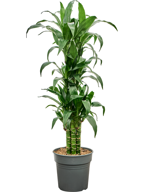 Dracaena deremensis 'Black beauty' (4DRBBVT21) - купить по лучшей цене в artkashpo.ru