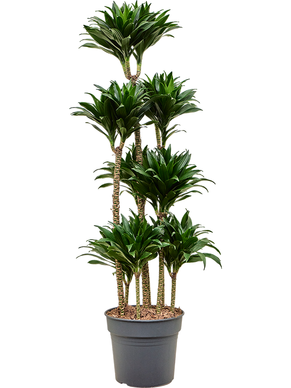 Dracaena fragrans 'Compacta' (4DRCOCA34) - купить по лучшей цене в artkashpo.ru