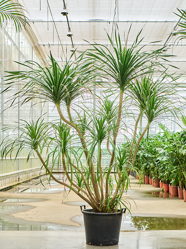 Dracaena draco 'Compact' (4DRDRRS17) - купить по лучшей цене в artkashpo.ru