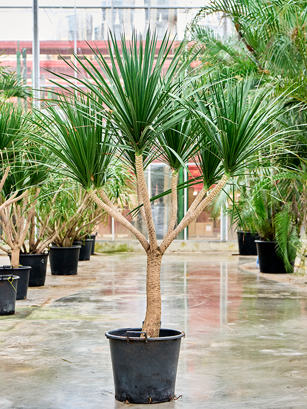 Dracaena draco 'Compact' (4DRDRRS19) - купить по лучшей цене в artkashpo.ru