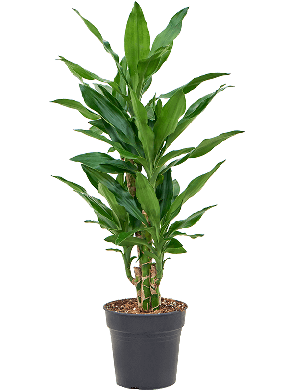 Dracaena fragrans 'Burundii' (4DRJBVT18) - купить по лучшей цене в artkashpo.ru