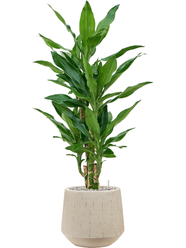 Dracaena fragrans 'Burundii' (4DRJBVT18) - купить по лучшей цене в artkashpo.ru