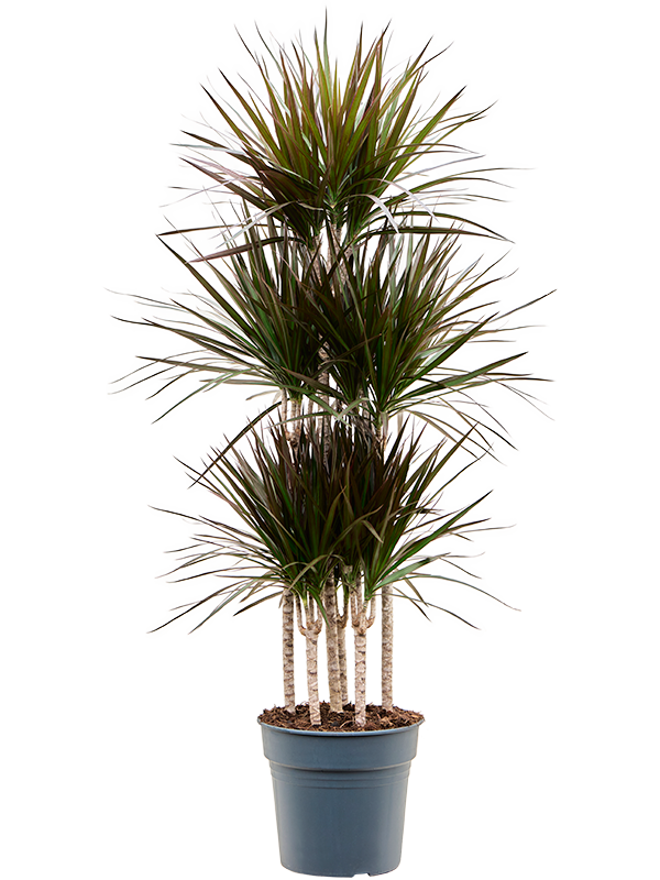 Dracaena marginata 'Magenta' (4DRMACA30) - купить по лучшей цене в artkashpo.ru