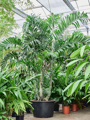 Dypsis (Areca) lancifolia (4DYLABU99) - купить по лучшей цене в artkashpo.ru