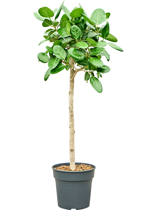 Ficus benghalensis 'Audrey' (4FIBARS24) - купить по лучшей цене в artkashpo.ru