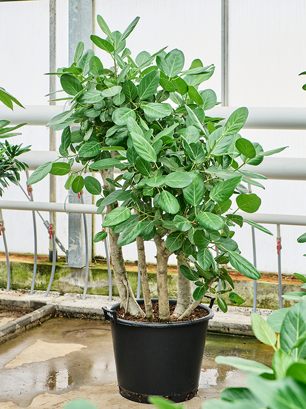 Ficus benghalensis (4FIBHVT01) - купить по лучшей цене в artkashpo.ru