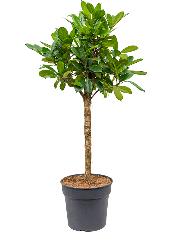 Ficus cyathistipula (4FICYRS34) - купить по лучшей цене в artkashpo.ru