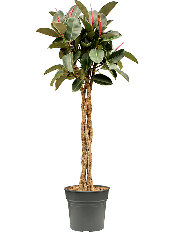 Ficus elastica 'Burgundy' (4FIEBGS30) - купить по лучшей цене в artkashpo.ru