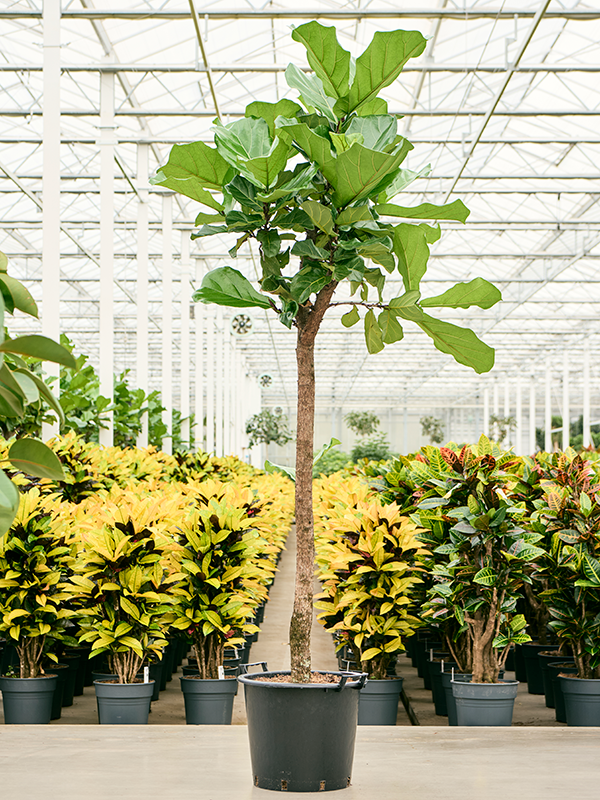 Фикус лировидный