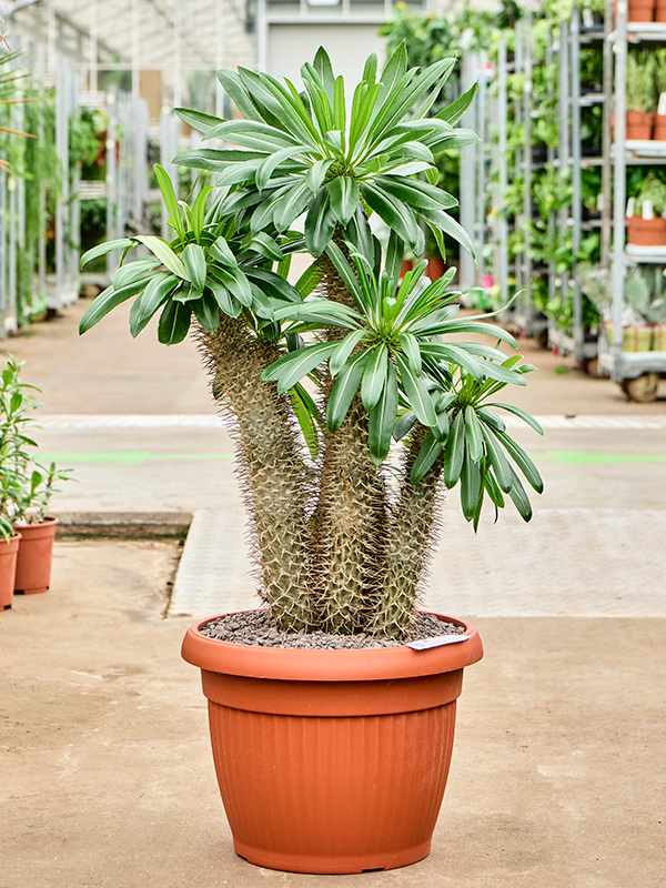 Pachypodium lamerei (4PALAKK16) - купить по лучшей цене в artkashpo.ru