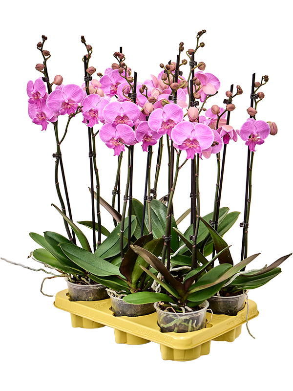 Phalaenopsis 'Laura' 6/tray (4PHALB170) - купить по лучшей цене в artkashpo.ru