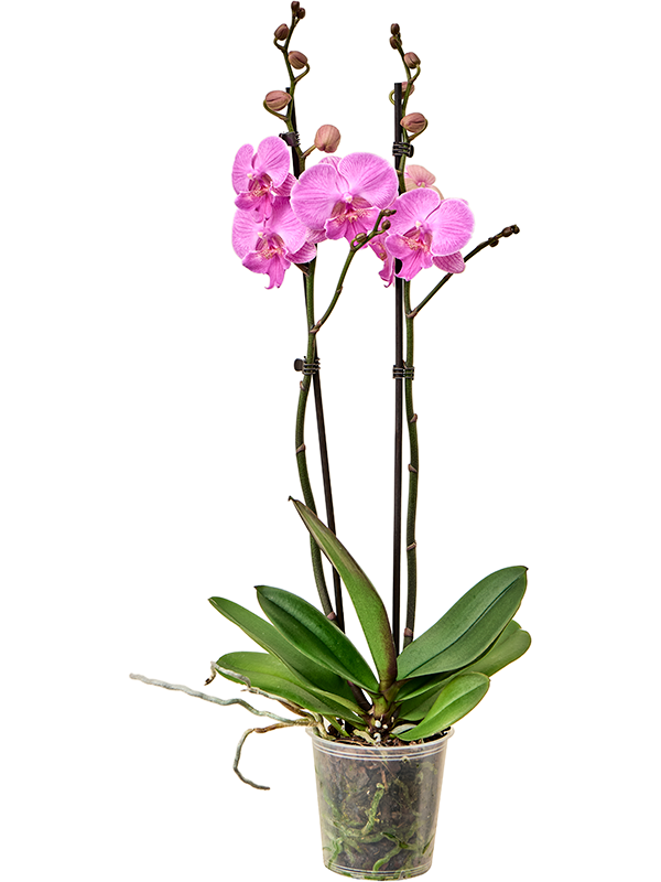 Phalaenopsis 'Laura' 6/tray (4PHALB170) - купить по лучшей цене в artkashpo.ru