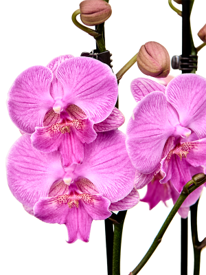 Phalaenopsis 'Laura' 6/tray (4PHALB170) - купить по лучшей цене в artkashpo.ru