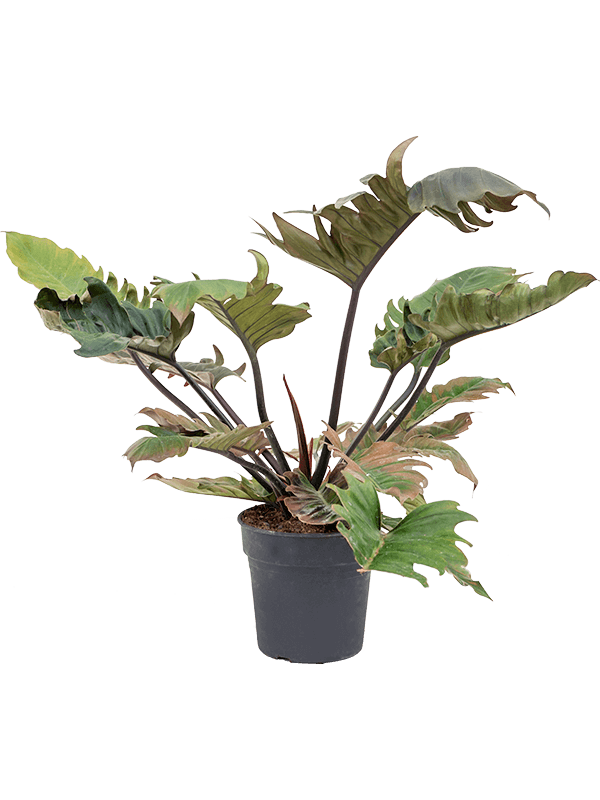 Philodendron 'Pluto' (4PHPLBU21) - купить по лучшей цене в artkashpo.ru