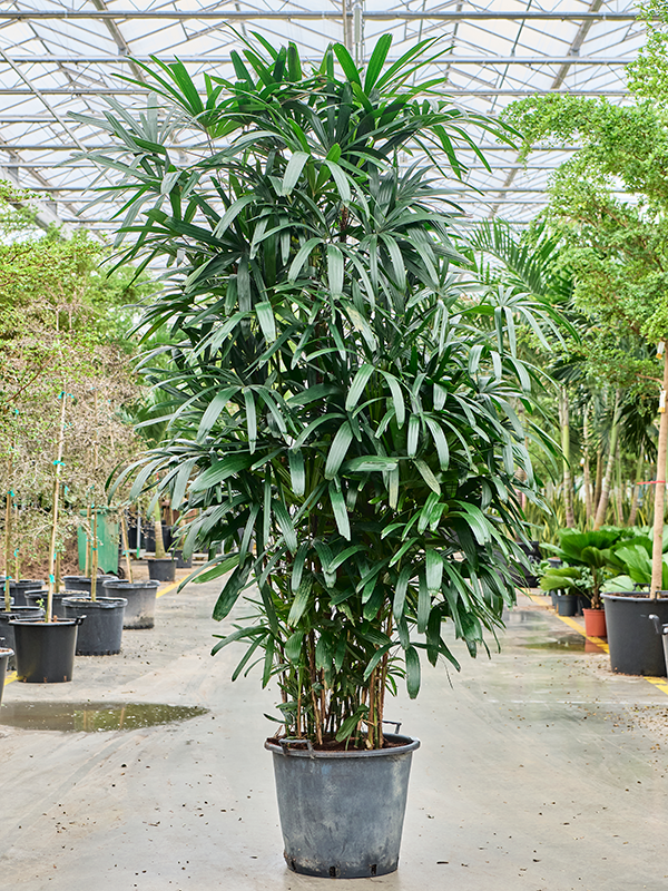 Rhapis excelsa (4RHEXB060) - купить по лучшей цене в artkashpo.ru