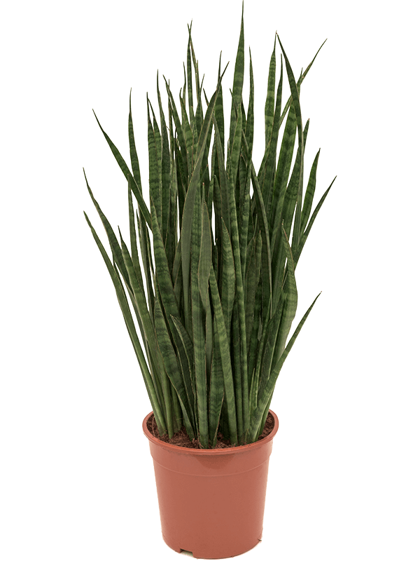 Sansevieria kirkii (4SAKIBU32) - купить по лучшей цене в artkashpo.ru