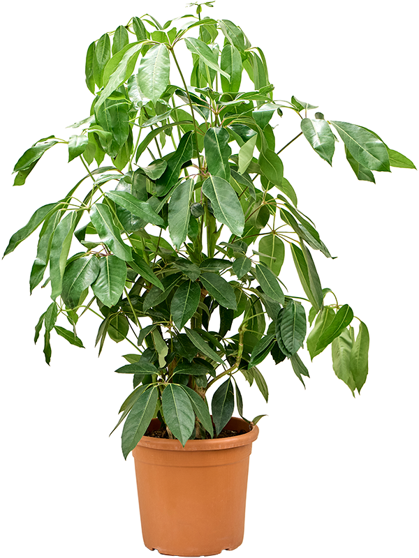 Schefflera actinophylla 'Amate' (4SCAMBU24) - купить по лучшей цене в artkashpo.ru