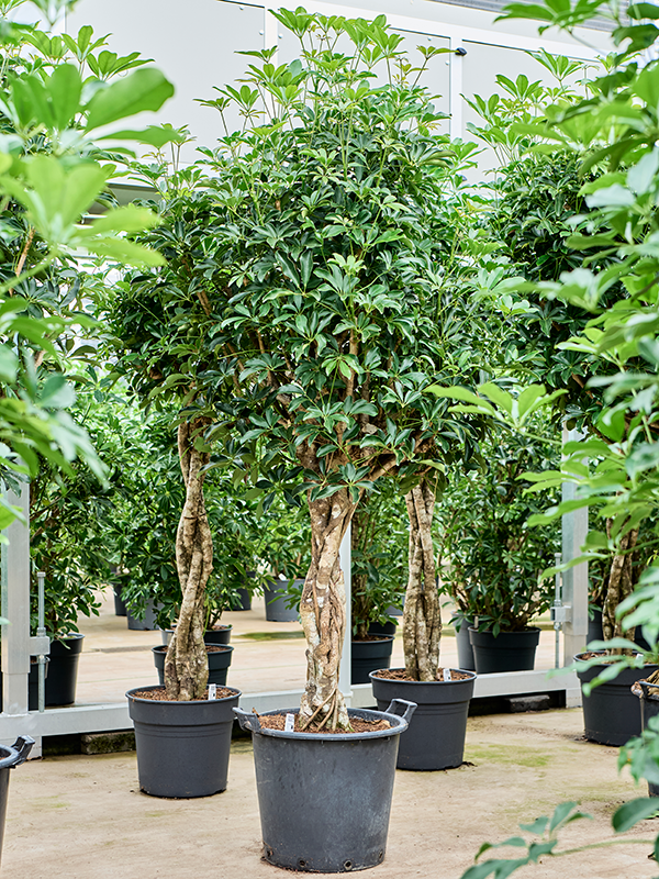 Schefflera arboricola 'Compacta' (4SCARGS75) - купить по лучшей цене в artkashpo.ru