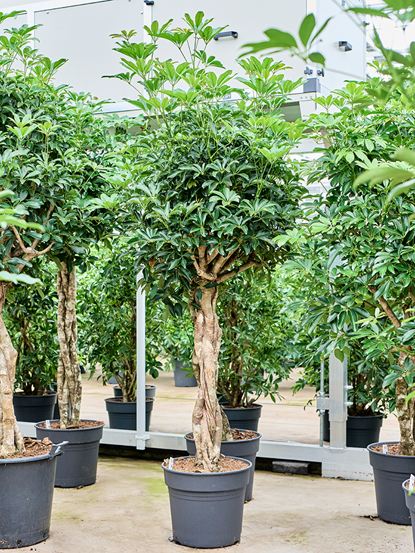 Schefflera arboricola 'Compacta' (4SCARGS80) - купить по лучшей цене в artkashpo.ru