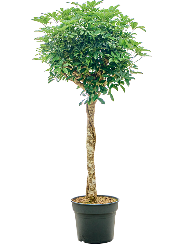 Schefflera arboricola 'Compacta' (4SCARRS18) - купить по лучшей цене в artkashpo.ru