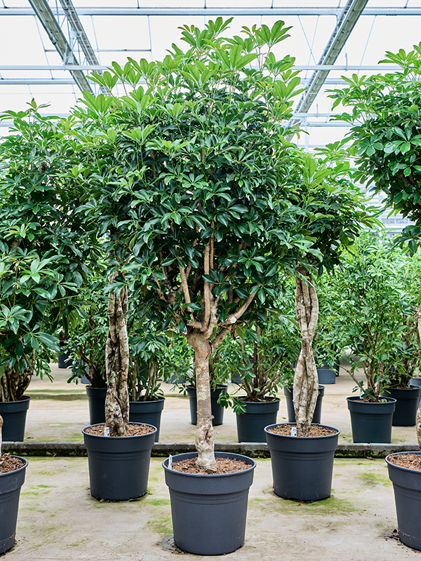 Schefflera arboricola 'Compacta' (4SCARRS40) - купить по лучшей цене в artkashpo.ru