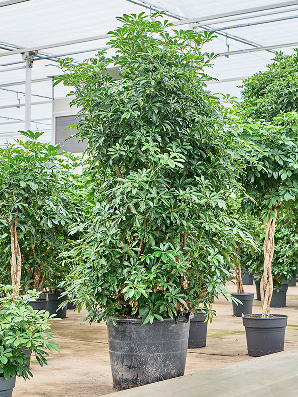 Schefflera arboricola 'Compacta' (4SCARVT71) - купить по лучшей цене в artkashpo.ru