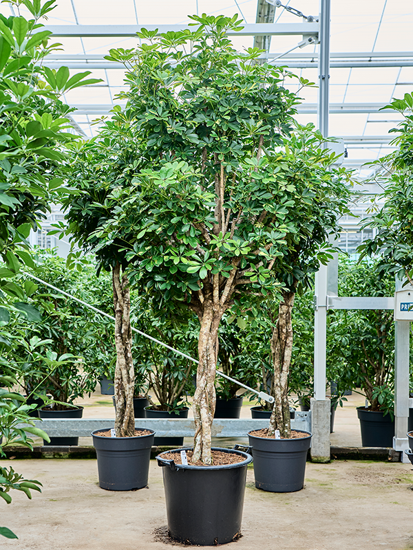 Schefflera arboricola 'Gold Capella' (4SCGCGS26) - купить по лучшей цене в artkashpo.ru