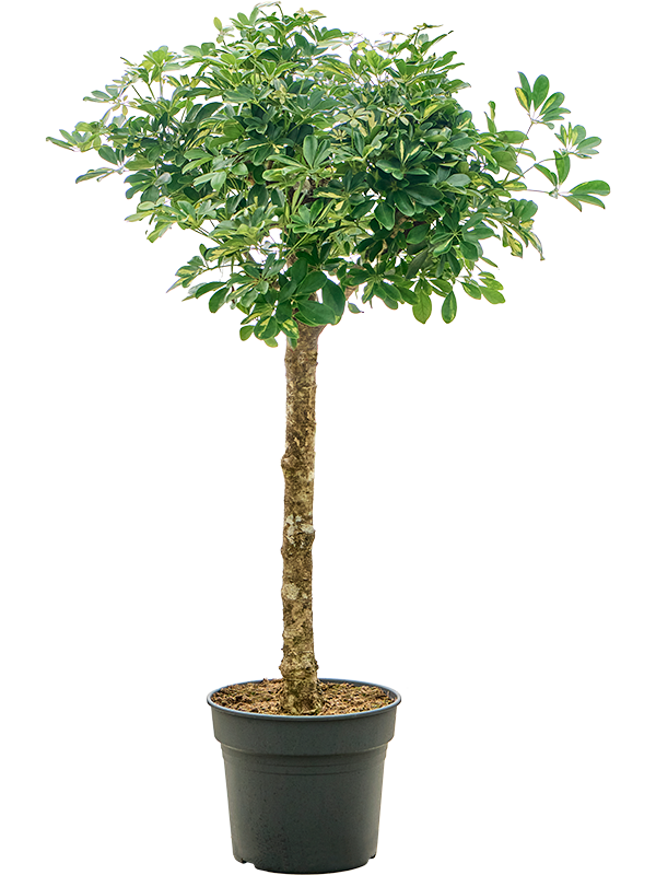 Schefflera arboricola 'Gold Capella' (4SCGCRS38) - купить по лучшей цене в artkashpo.ru