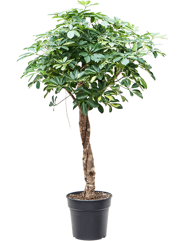 Schefflera arboricola 'Gold Capella' (4SCGCTW30) - купить по лучшей цене в artkashpo.ru