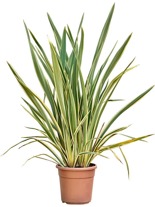 Phormium tenax 'Variegatum (5PHTVBU08) - купить по лучшей цене в artkashpo.ru