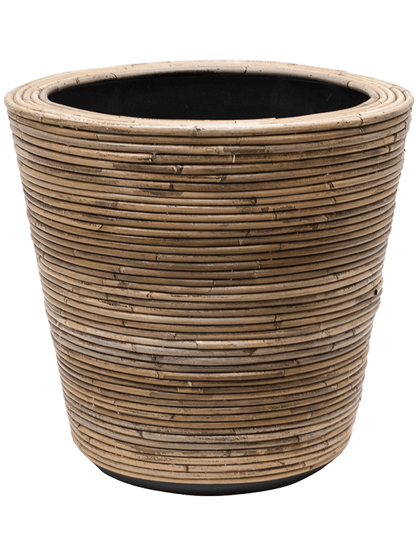 Магнолия крупноцветковая ‘Литл Джем’ в кашпо Drypot Rattan Stripe