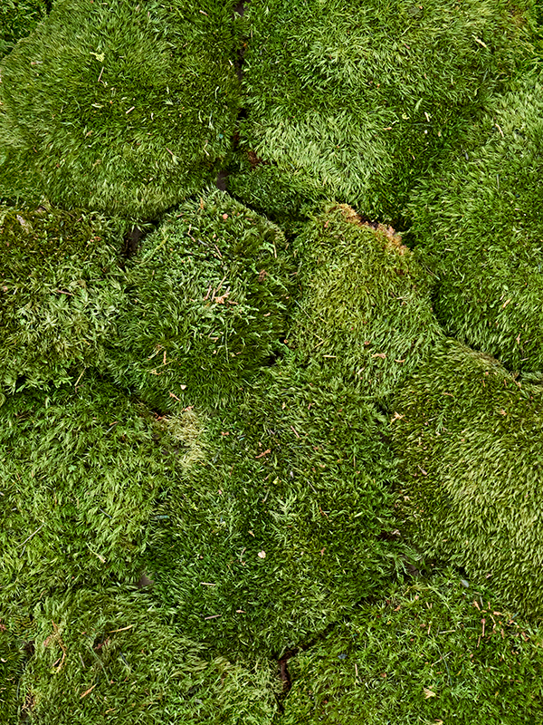 Mood moss