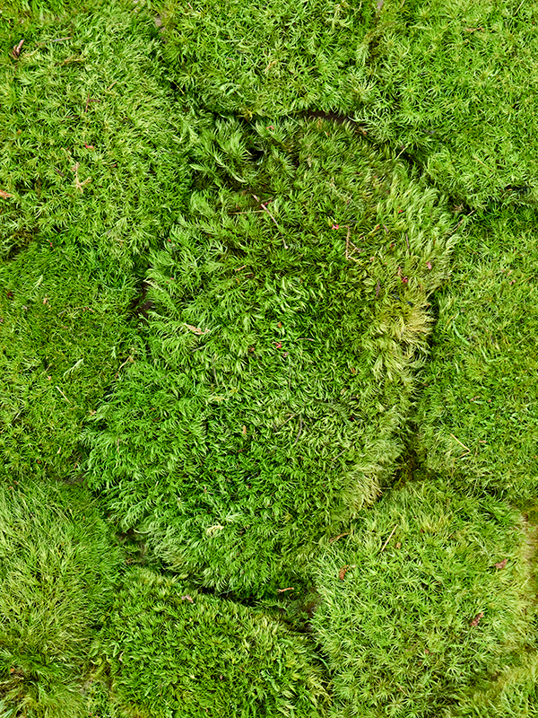 Mood moss