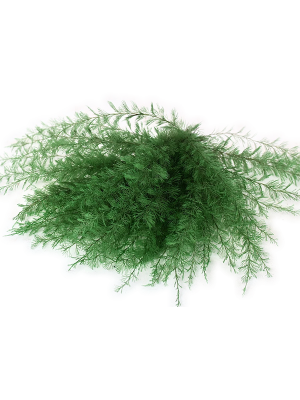 Air Fern