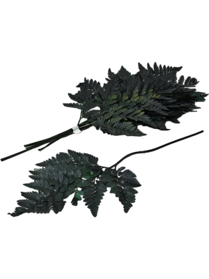 Leatherleaf Fern