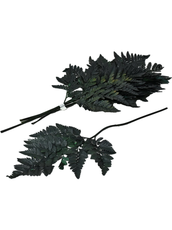 Leatherleaf Fern (7DFLC6105) - купить по лучшей цене в artkashpo.ru Leatherleaf Fern (7DFLC6105) - купить по лучшей цене в artkashpo.ru