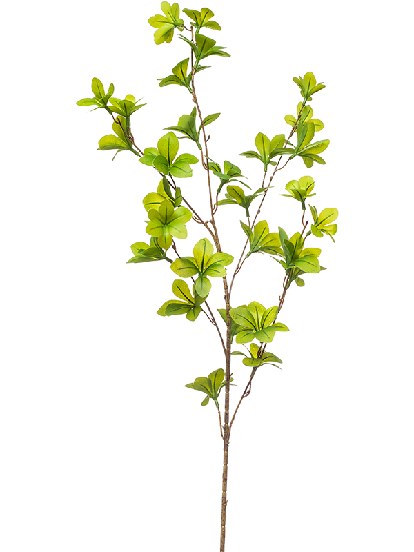 Tropaeolum