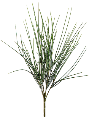 Canyon Grass