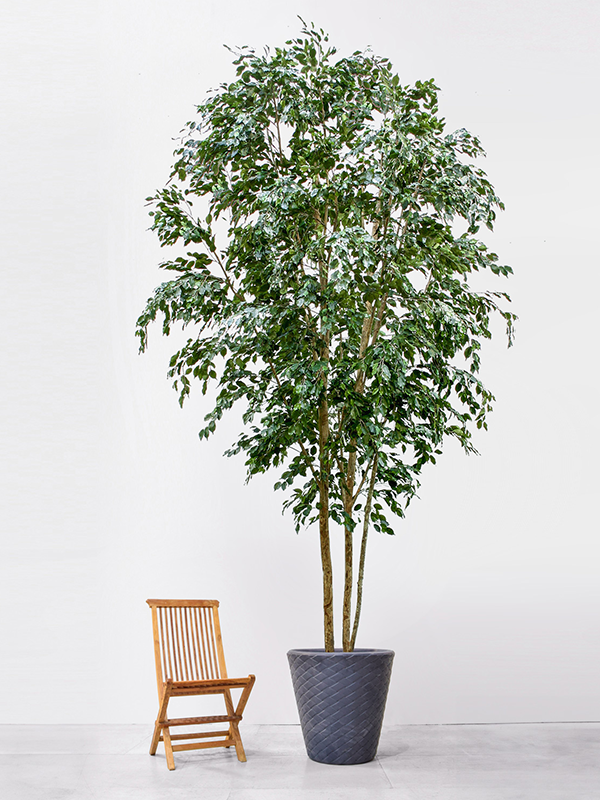 Ficus Exotica (8TRLC0914) - купить по лучшей цене в artkashpo.ru