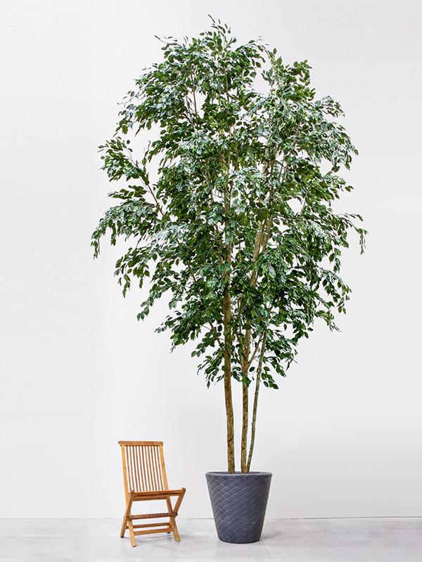 Ficus Exotica (8TRLC0915) - купить по лучшей цене в artkashpo.ru