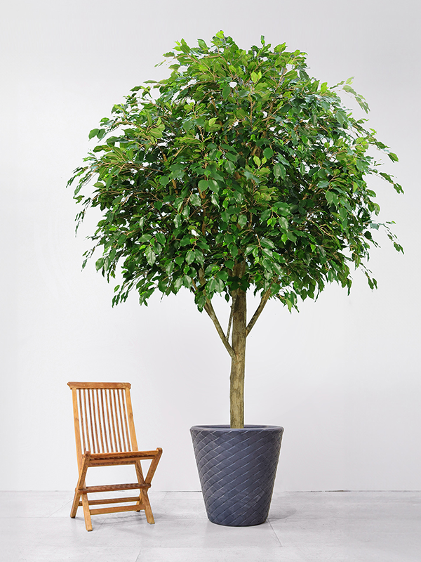 Ficus Exotica (8TRLC3706) - купить по лучшей цене в artkashpo.ru