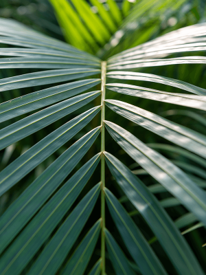 Dypsis (Areca) lancifolia D150 H400