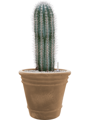 Pachycereus pringlei in Terra Cotta Doppio