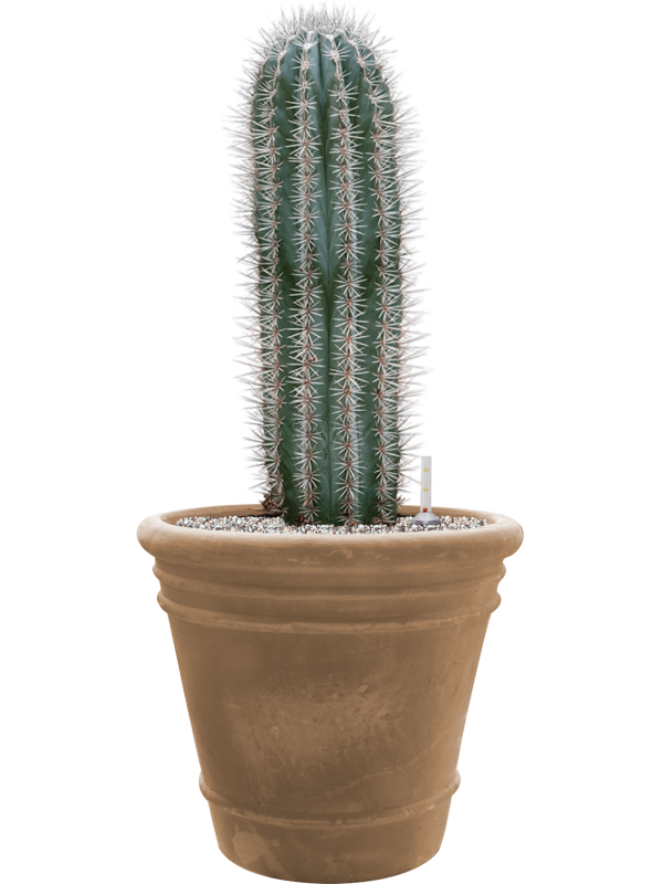 Pachycereus pringlei in Terra Cotta Doppio