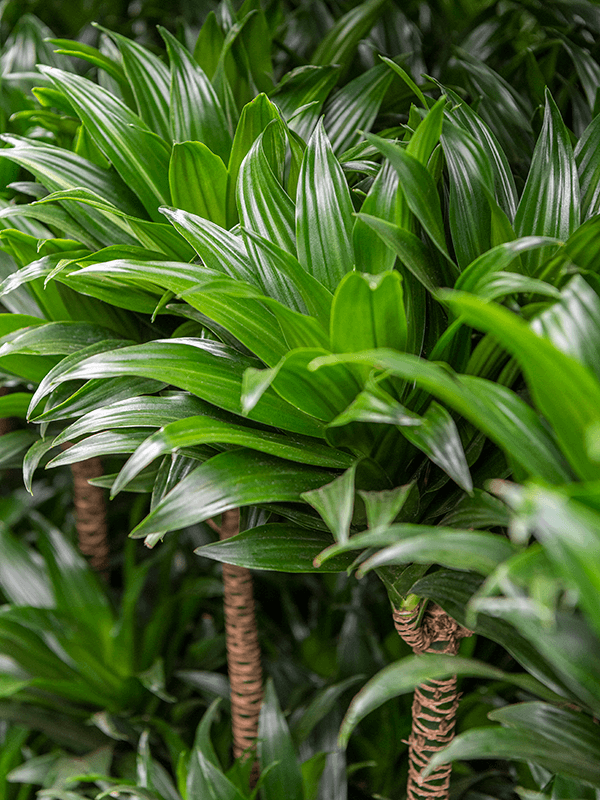 Dracaena fragrans 'Compacta' (4DRCOCA30) - купить по лучшей цене в artkashpo.ru