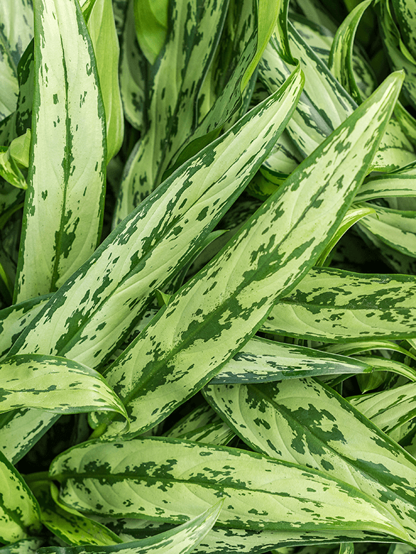 Aglaonema 'Cutlass' (1AGCUBP20) - купить по лучшей цене в artkashpo.ru